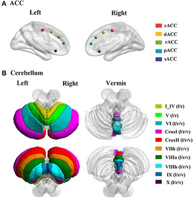 Frontiers | Altered Posterior Cerebellar Lobule Connectivity With ...